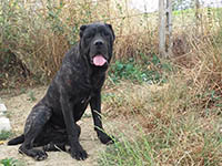 cane corso rustico